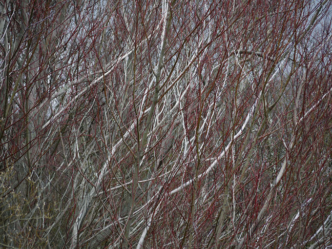 birch & willow 01.jpg